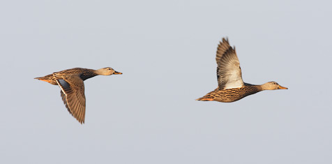 Mottled Duck (Anas fulvigula) photo