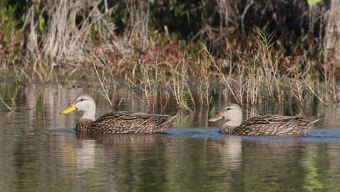 Mottled Duck (Anas fulvigula) photo