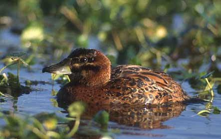 Masked Duck (Nomonyx dominicus) photo image