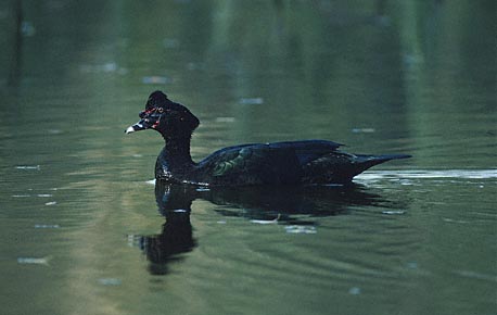 Muscovy Duck (Cairina moschata) photo image
