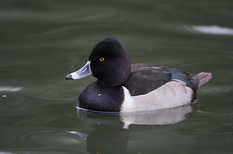 Ring-necked Duck (Aythya collaris) photo