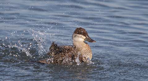 Ruddy Duck (Oxyura jamaicensis) photo