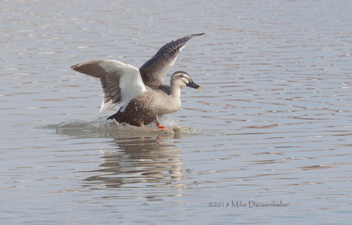 Eastern Spot-billed Duck (Anas zonorhyncha) photo