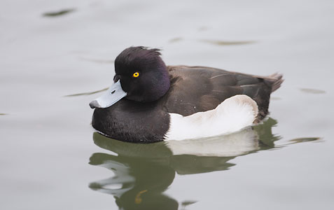 Tufted Duck (Aythya fuligula) photo