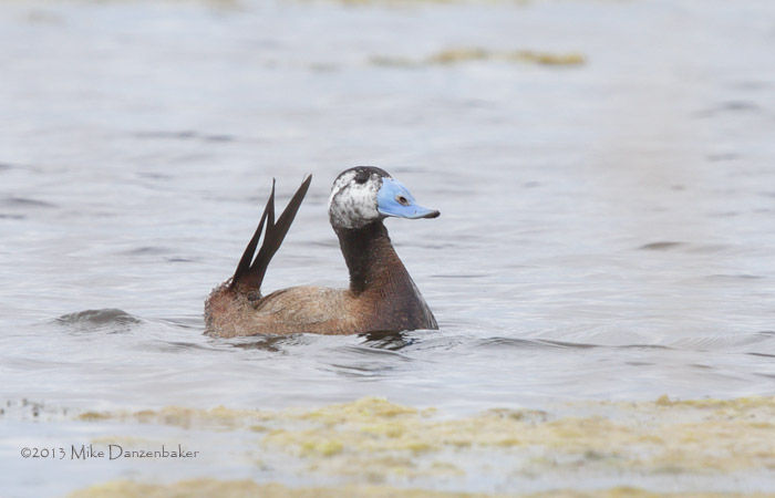 White-headed Duck (Oxyura leucocephala) photo
