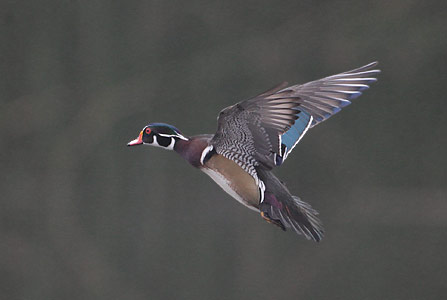 Wood Duck (Aix sponsa) photo