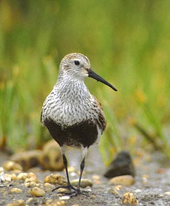 Dunlin (Calidris alpina) photo image
