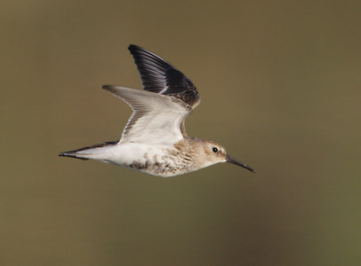 Dunlin (Calidris alpina) photo