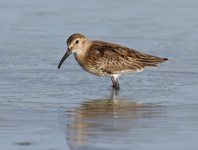 Dunlin (Calidris alpina) photo