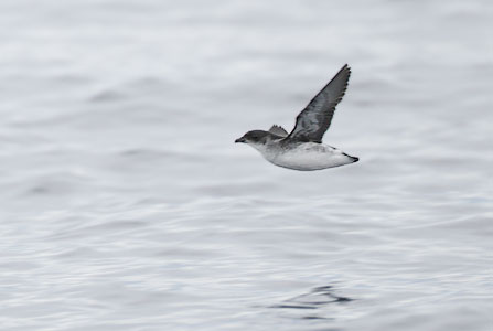 Common Diving-Petrel (Pelecanoides urinatrix) photo