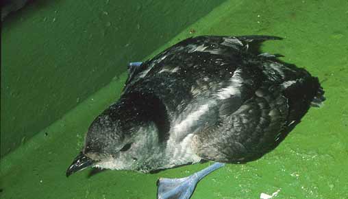 South Georgia Diving-Petrel (Pelecanoides georgicus) photo image