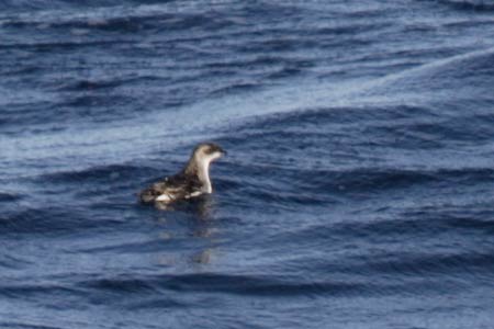 South Georgian Diving-Petrel (Pelecanoides georgicus) photo