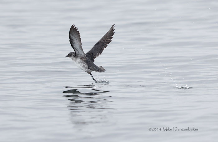 Peruvian Diving-Petrel (Pelecanoides garnotii) photo