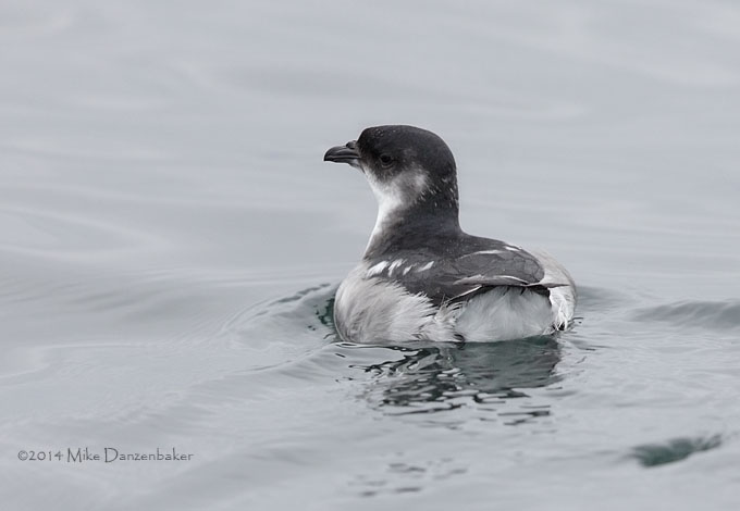 Peruvian Diving-Petrel (Pelecanoides garnotii) photo