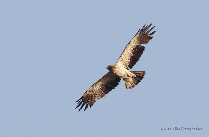 Booted Eagle (Hieraaetus pennatus) photo