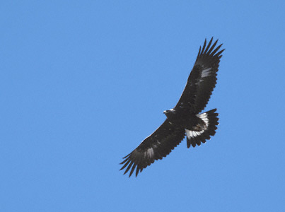 Golden Eagle (Aquila chrysaetos) photo image