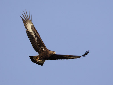 Golden Eagle (Aquila chrysaetos) photo
