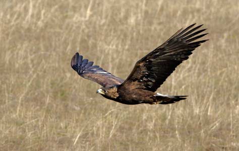 Golden Eagle (Aquila chrysaetos) photo