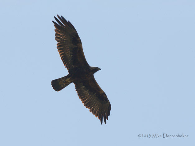 Golden Eagle (Aquila chrysaetos) photo