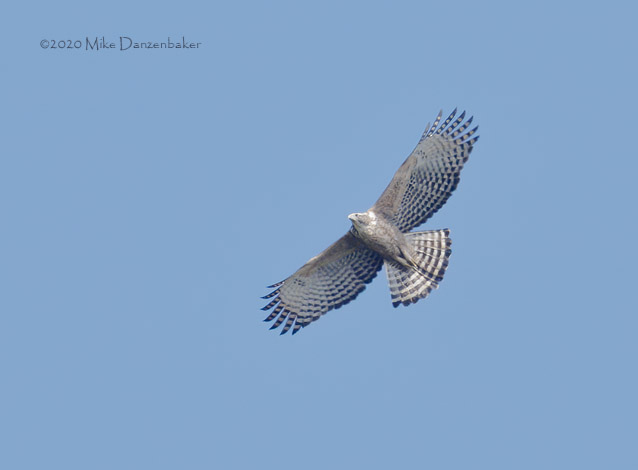 Mountain Hawk-Eagle (Nisaetus nipalensis) photo