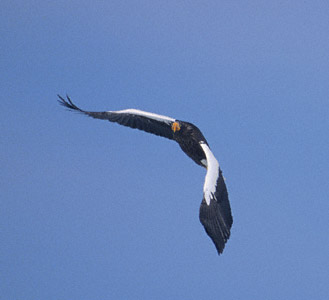 Steller's Sea-Eagle (Haliaeetus pelagicus) photo image