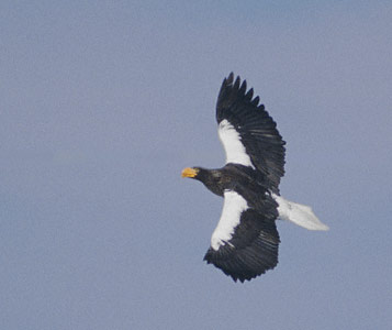 Steller's Sea-Eagle (Haliaeetus pelagicus) photo image