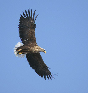 White-tailed Eagle (Haliaeetus albicilla) photo image