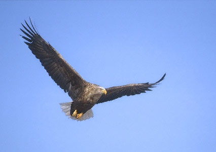 White-tailed Eagle (Haliaeetus albicilla) photo image