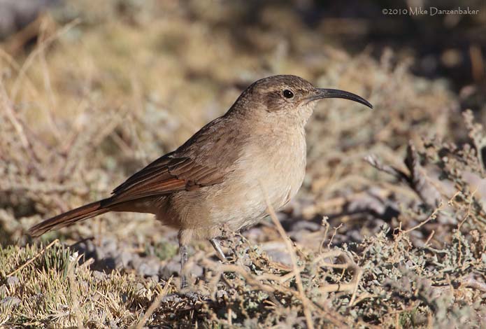 Plain-breasted Earthcreeper (Upucerthia jelskii) photo