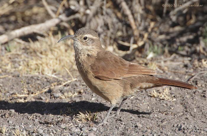 White-throated Earthcreeper (Upucerthia albigula) photo
