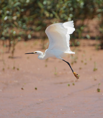 Dimorphic Egret (Egretta dimorpha) photo