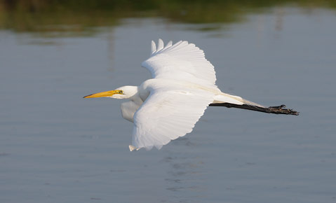 Great Egret (Ardea alba) photo