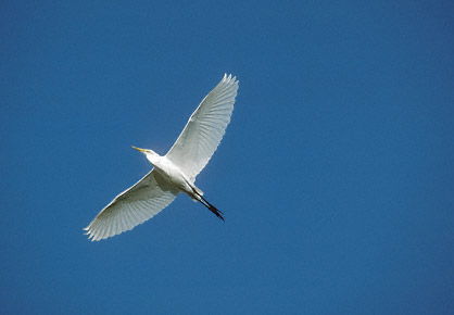 Great Egret (Ardea alba) photo