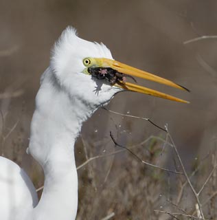 Great Egret (Ardea alba) photo
