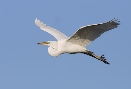 Great Egret (Ardea alba) photo