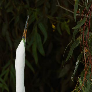 Great Egret (Ardea alba) photo
