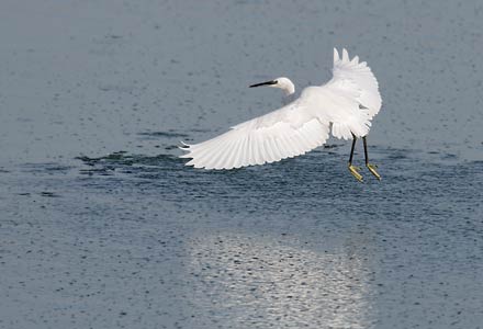Little Egret (Egretta garzetta) photo