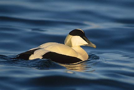 Common Eider (Somateria mollissima) photo image