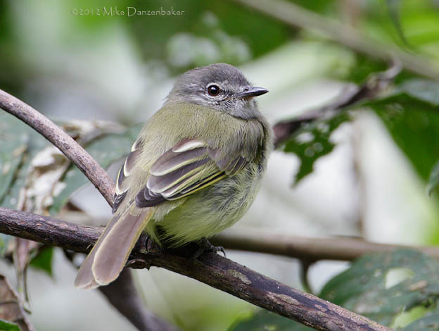 Greenish Elaenia (Myiopagis viridicata) photo