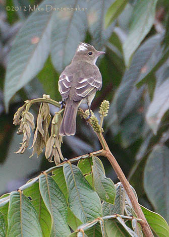 Mottle-backed Elaenia (Elaenia gigas) photo