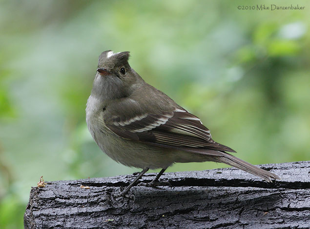 White-crested Elaenia (Elaenia albiceps) photo