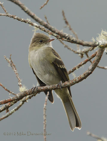 White-crested Elaenia (Elaenia albiceps) photo