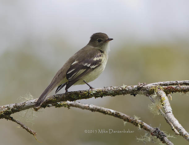 White-crested Elaenia (Elaenia albiceps) photo