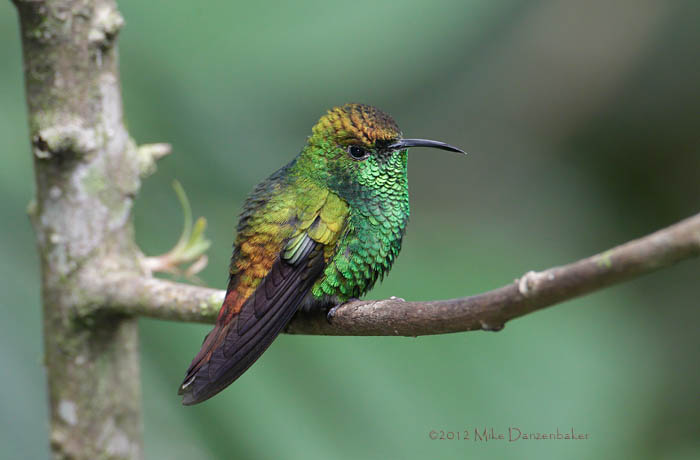 Coppery-headed Emerald (Elvira cupreiceps) photo