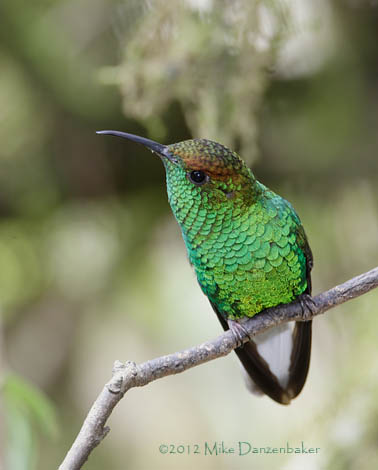 Coppery-headed Emerald (Elvira cupreiceps) photo