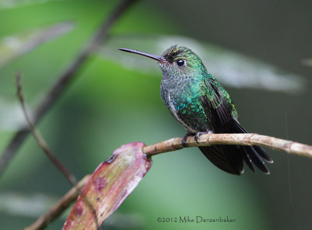 Glittering-throated Emerald (Amazilia fimbriata) photo