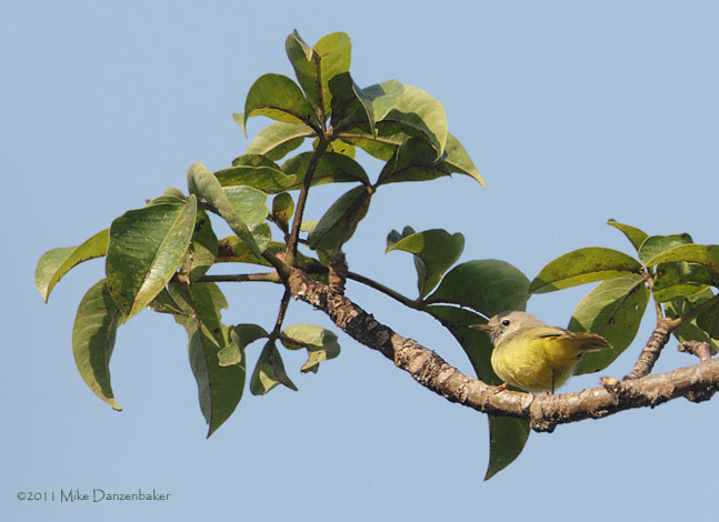 Senegal Eremomela (Eremomela pusilla) photo