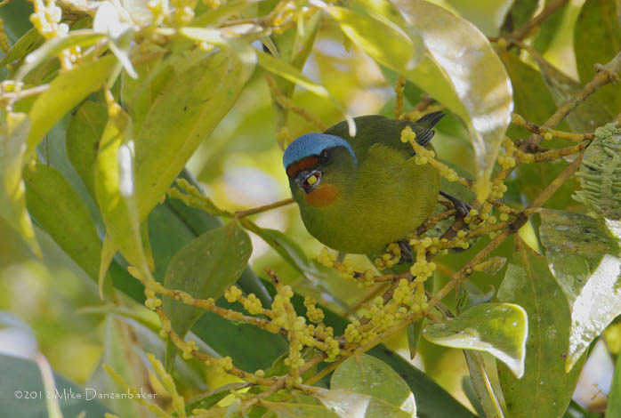 Elegant Euphonia (Euphonia elegantissima) photo