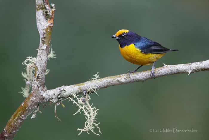 Orange-bellied Euphonia (Euphonia xanthogaster) photo