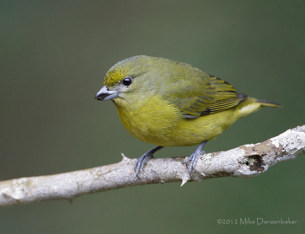 Thick-billed Euphonia (Euphonia laniirostris) photo